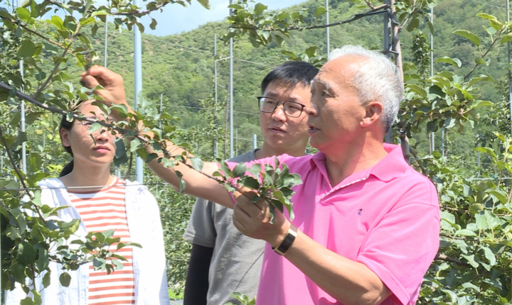 【“他们奔走太行”系列报道①】“苹果教授”孙建设：农业驿站看护人